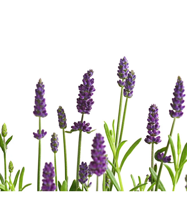 Lavendel 6 Lavendel – Bild 5