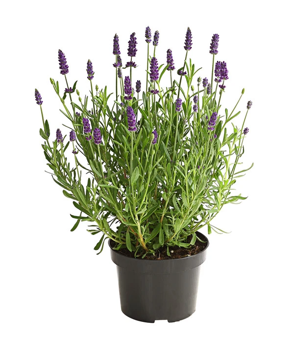Lavendel 2 Lavendel