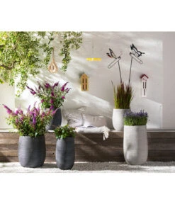 Ausgewählte Produkte -Garten Werk Zone 8092108 PR MO 005 LavendelLavandulaAngustifoliaT13Schmetterlingsgarten Rosen usw GC14 2020