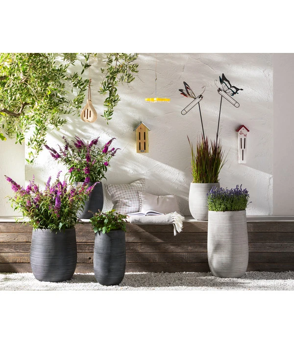 Dehner Gourmet Garten Strauchbasilikum 'Magic Blue' 4 Dehner Gourmet Garten Strauchbasilikum 'Magic Blue' – Bild 2