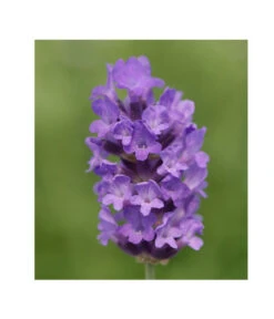 Lavendel 'No. 9' 10 Lavendel 'No. 9' -Garten Werk Zone 8094070 PR DE 001 DownderryNo9Helix