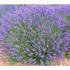 Lavendel 'No. 9' -Garten Werk Zone 8094070 PR MO 001 DownderryNo9Helix