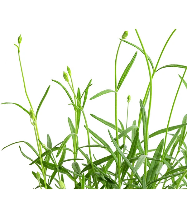 Lavendel 'No. 9' 7 Lavendel 'No. 9' – Bild 5