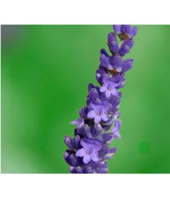 Ausgewählte Produkte 10 Lavendel 'Olympia'