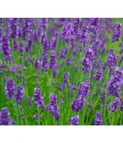 Ausgewählte Produkte -Garten Werk Zone 8094096 PR MO 001 DownderryOlympiaHelix