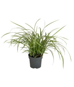 Japan-Segge 'Vanilla Ice'