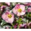 Schneerose 'Ice 'n' Roses® Early Rose' - Helleborus Gold Collection® 2 Schneerose 'Ice 'n' Roses® Early Rose' - Helleborus Gold Collection® -Garten Werk Zone 8096093 WE MO 002 SchneeroseHelleborusEarlyRose