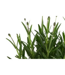 Lavendel 'Royal Blue' 11 Lavendel 'Royal Blue' -Garten Werk Zone 8097545 WE DE 001 LavendelRoyalBlue1L