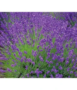 Ausgewählte Produkte 1 Lavendel 'Royal Blue'