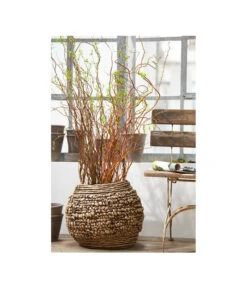 Korkenzieherweide-Bund 11 Korkenzieherweide-Bund -Garten Werk Zone 8149114 PR MO 001 KorkenzieherweideBL4a