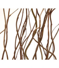 Korkenzieherweide-Bund 12 Korkenzieherweide-Bund -Garten Werk Zone 8149114 WE DE 001 Salix B