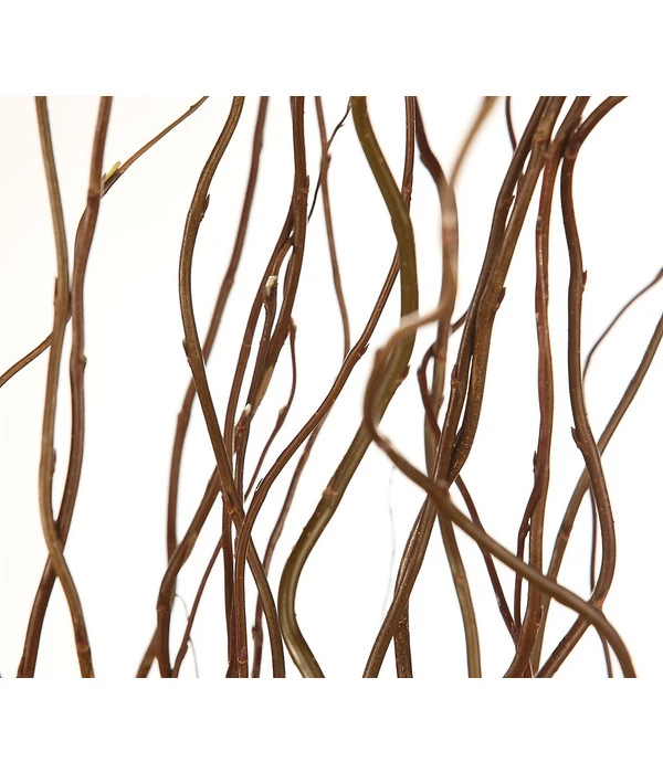 Korkenzieherweide-Bund 7 Korkenzieherweide-Bund – Bild 5