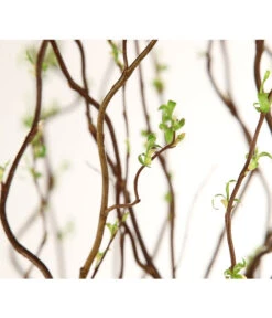 Korkenzieherweide-Bund 13 Korkenzieherweide-Bund -Garten Werk Zone 8149114 WE DE 003 Salix B