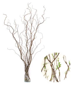 Korkenzieherweide-Bund