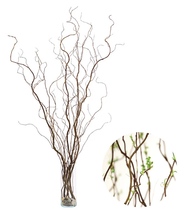 Korkenzieherweide-Bund 3 Korkenzieherweide-Bund