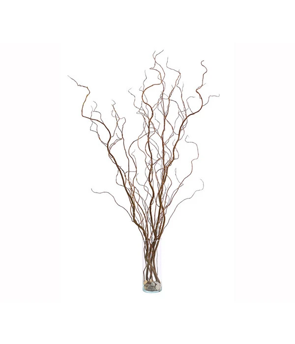 Korkenzieherweide-Bund 5 Korkenzieherweide-Bund – Bild 3