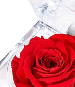 Longlife-Rose In Juwelenbox, Ca. Ø3,5 Cm 13 Longlife-Rose In Juwelenbox, Ca. Ø3,5 Cm -Garten Werk Zone 8167041 PR DE 001 LLRoseJuwelenboxrot