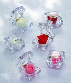 Longlife-Rose In Juwelenbox, Ca. Ø3,5 Cm 11 Longlife-Rose In Juwelenbox, Ca. Ø3,5 Cm -Garten Werk Zone 8167413 8170573 8167041 WE MO LonglifeZinaRosa