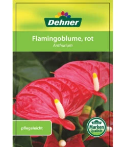 Große Flamingoblume - Anthurium Andreanum, Rot -Garten Werk Zone 8203408 FlamingoblumeRot Etikett 1