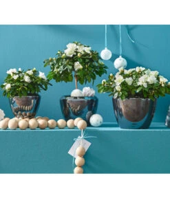 Zimmerazalee - Rhododendron Simsii, Stämmchen 23 Zimmerazalee - Rhododendron Simsii, Stämmchen -Garten Werk Zone 8205148 8205171 8205379 82005148 PR MO 020 AzaleenAzaleaT12UveSauer