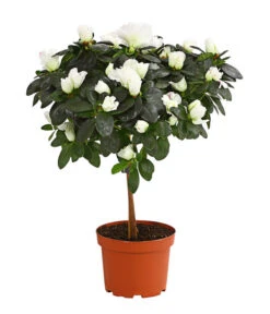 Zimmerazalee - Rhododendron Simsii, Stämmchen 15 Zimmerazalee - Rhododendron Simsii, Stämmchen -Garten Werk Zone 8205171 PR FS 003 AzaleeAzaleaStammT13DehnerExpressHerzig