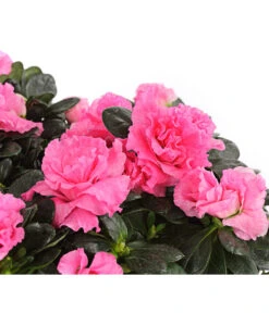 Zimmerazalee - Rhododendron Simsii, Stämmchen 18 Zimmerazalee - Rhododendron Simsii, Stämmchen -Garten Werk Zone 8205171 WE DE 001 AzaleeAzaleaStammT13DehnerExpressHerzig