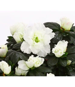 Zimmerazalee - Rhododendron Simsii, Stämmchen 20 Zimmerazalee - Rhododendron Simsii, Stämmchen -Garten Werk Zone 8205171 WE DE 003 AzaleeAzaleaStammT13DehnerExpressHerzig