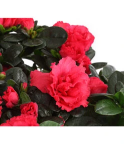 Zimmerazalee - Rhododendron Simsii, Stämmchen 21 Zimmerazalee - Rhododendron Simsii, Stämmchen -Garten Werk Zone 8205171 WE DE 004 AzaleeAzaleaStammT13DehnerExpressHerzig