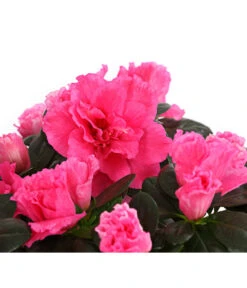 Zimmerazalee - Rhododendron Simsii, Stämmchen 22 Zimmerazalee - Rhododendron Simsii, Stämmchen -Garten Werk Zone 8205171 WE DE 005 AzaleeAzaleaStammT13DehnerExpressHerzig