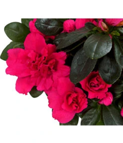 Zimmerazalee - Rhododendron Simsii, Stämmchen 19 Zimmerazalee - Rhododendron Simsii, Stämmchen -Garten Werk Zone 8205171 WE DE 02 AzaleeAzaleaStammT13DehnerExpressHerzig