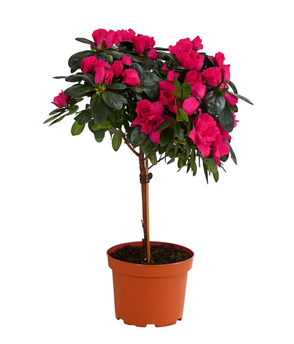 Zimmerazalee - Rhododendron Simsii, Stämmchen 4 Zimmerazalee - Rhododendron Simsii, Stämmchen – Bild 2