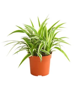 Grünlilie - Chlorophytum Comosum 'Ocean'