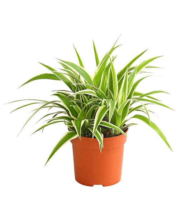 Grünlilie - Chlorophytum Comosum 'Ocean' 3 Grünlilie - Chlorophytum Comosum 'Ocean'