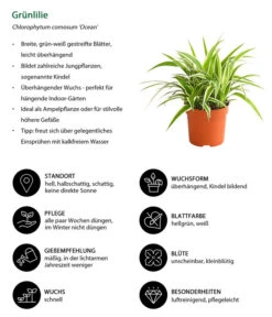 Grünlilie - Chlorophytum Comosum 'Ocean' 10 Grünlilie - Chlorophytum Comosum 'Ocean' -Garten Werk Zone 8215329 WE IG 001 GruenlilieChlorophytumOceanT10DehnerExpressHerzig