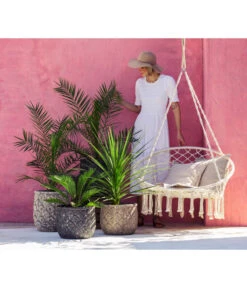 XXL Kanarische Dattelpalme, Ca. 140-160 Cm 9 XXL Kanarische Dattelpalme, Ca. 140-160 Cm -Garten Werk Zone 8216277 WE MO 001 DracaenaIndivisiaT20