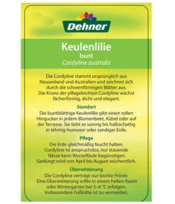 Keulenlilie - Cordyline Australis Variegata 9 Keulenlilie - Cordyline Australis Variegata -Garten Werk Zone 8216368 CorylineBuntEtikett2