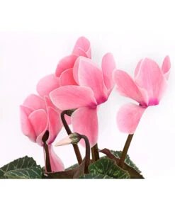 Alpenveilchen, Gerandet 16 Alpenveilchen, Gerandet -Garten Werk Zone 8217580 WE DE 001 AlpenveilchenCyclameSofaT12DehnerExpressHerzig