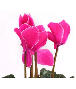 Alpenveilchen, Gerandet 17 Alpenveilchen, Gerandet -Garten Werk Zone 8217580 WE DE 002 AlpenveilchenCyclameSofaT12DehnerExpressHerzig