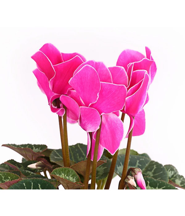 Alpenveilchen, Gerandet 7 Alpenveilchen, Gerandet – Bild 5