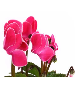 Alpenveilchen, Gerandet 18 Alpenveilchen, Gerandet -Garten Werk Zone 8217580 WE DE 005 AlpenveilchenCyclameSofaT12DehnerExpressHerzig