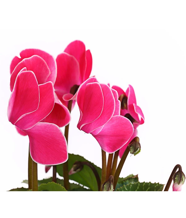 Alpenveilchen, Gerandet 10 Alpenveilchen, Gerandet – Bild 8