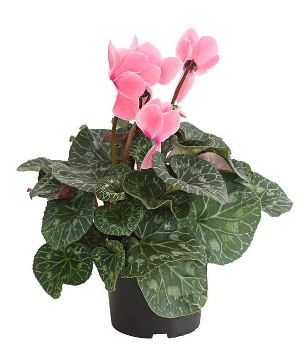 Alpenveilchen, Gerandet 4 Alpenveilchen, Gerandet – Bild 2