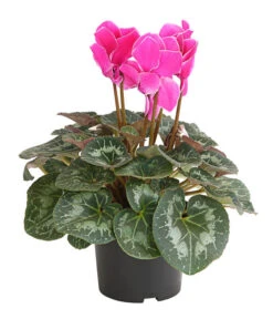 Alpenveilchen, Gerandet