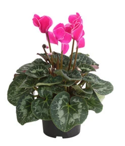 Alpenveilchen, Gerandet 13 Alpenveilchen, Gerandet -Garten Werk Zone 8217580 WE FS 002 AlpenveilchenCyclameSofaT12DehnerExpressHerzig