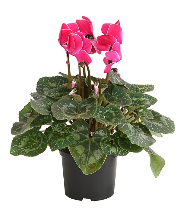 Alpenveilchen, Gerandet 6 Alpenveilchen, Gerandet – Bild 4