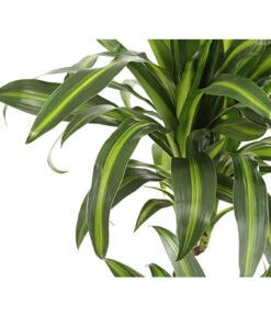 Drachenbaum - Dracaena Deremensis, Verschiedene Sorten 15 Drachenbaum - Dracaena Deremensis, Verschiedene Sorten -Garten Werk Zone 8220980 WE DE 001 DrachenbaumDracaenaHawaianSunshineT27DehnerExpressHerzig