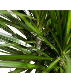 Drachenbaum - Dracaena Marginata, Verzweigt -Garten Werk Zone 8221335 8221749 WE DE 002 DracaenaMarginataDrachenbaumDehnerEvaWunderlich