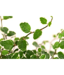 Kletterfeige - Ficus Pumila 'White Sunny' 5 Kletterfeige - Ficus Pumila 'White Sunny' -Garten Werk Zone 8227316 WE DE 001 FicusPumilaWhiteSunnyT12