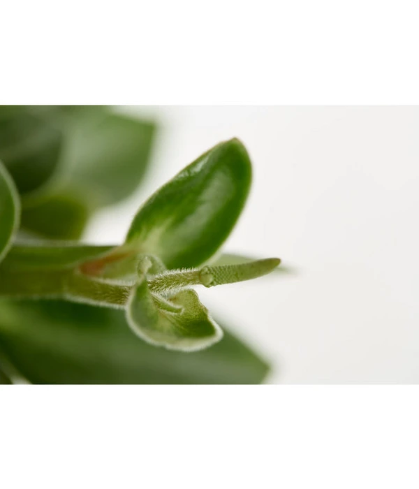 Peperomie - Peperomia Orba 'Pixie Lime' 4 Peperomie - Peperomia Orba 'Pixie Lime' – Bild 2