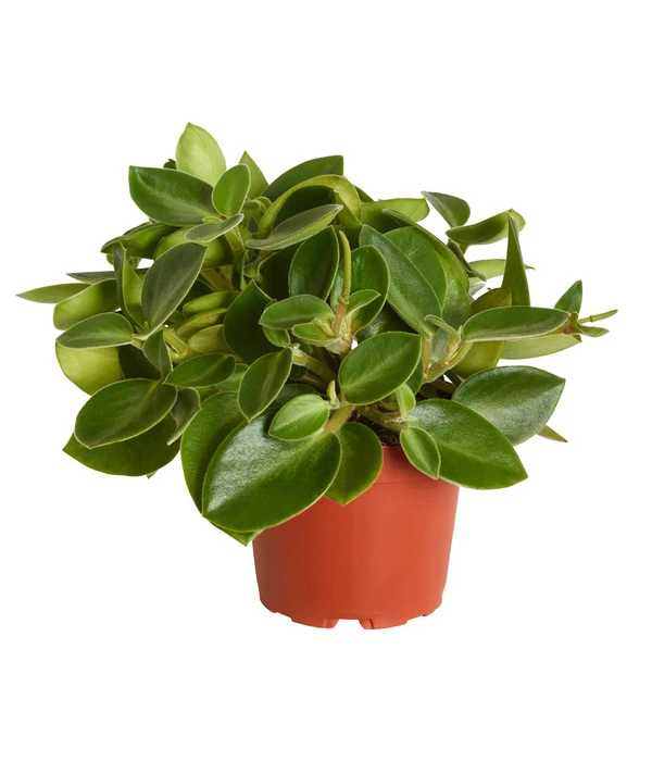 Peperomie - Peperomia Orba 'Pixie Lime' 3 Peperomie - Peperomia Orba 'Pixie Lime'